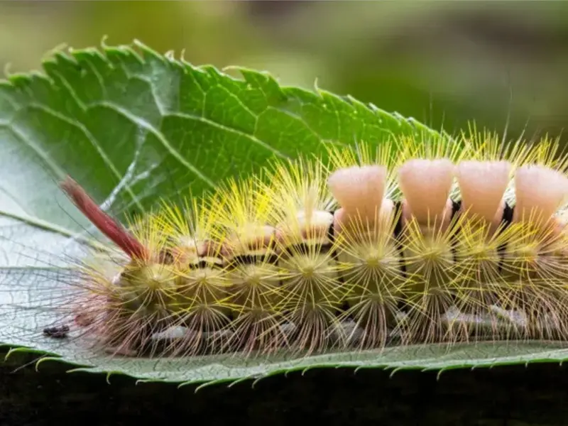 Alerta por orugas tussock en Florida: peligros y recomendaciones