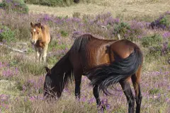 Oleiros organiza una ruta por la Serra do Forgoselo y Alto de Racamonde