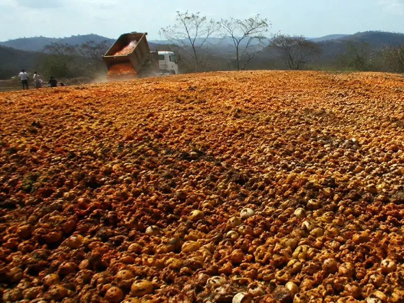 Restauración ecológica en Costa Rica a partir de cáscaras de naranja