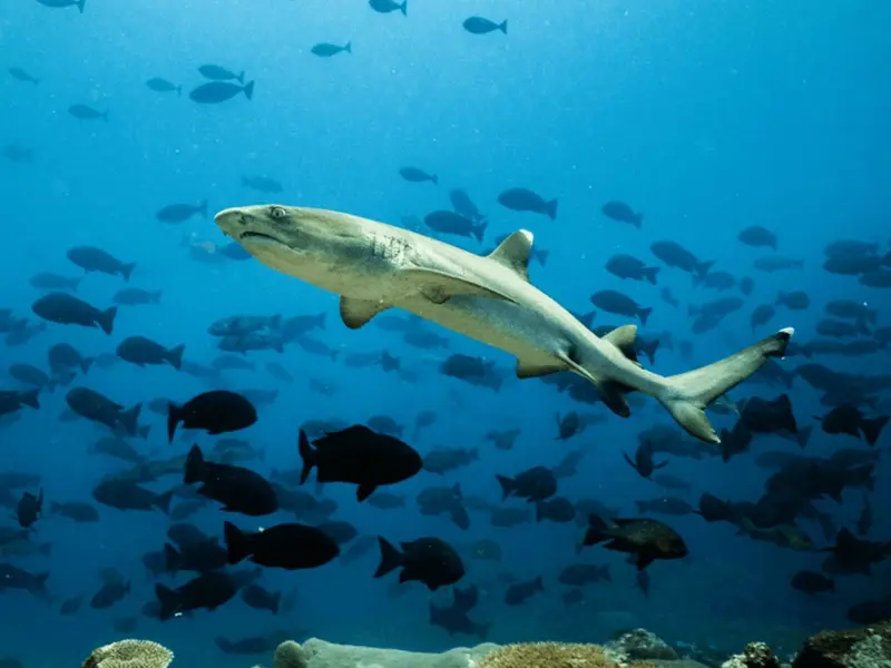 Papúa Nueva Guinea propone proteger 200.000 km² de su océano prohibiendo la pesca