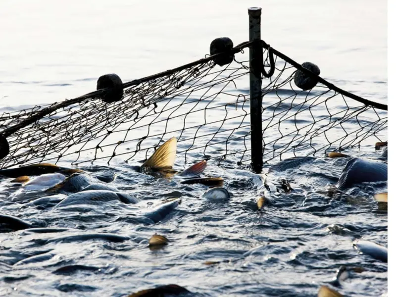 El Día Mundial de los Océanos 2026 destaca la sobrepesca y el cambio climático como amenazas cruciales