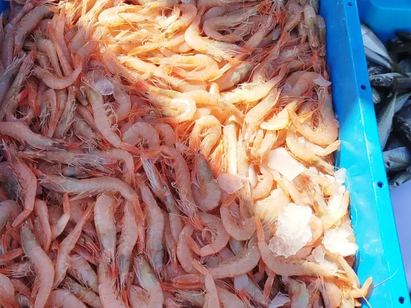 Gamba blanca de Huelva, la única en Europa con certificación de pesca sostenible