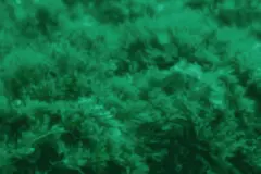 Andalucía declara emergencia por invasión del alga asiática Rugulopterix okamurae