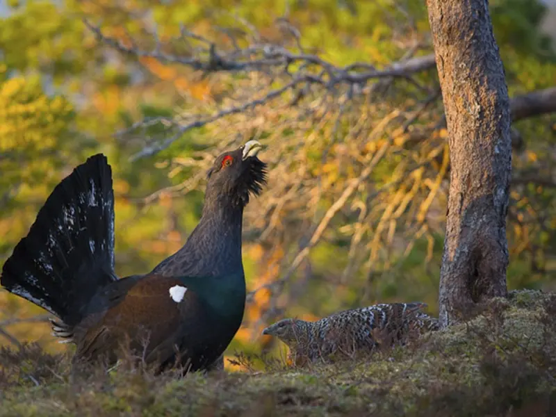 El urogallo muestra signos de recuperación gracias a la cría en cautividad y medidas de conservación