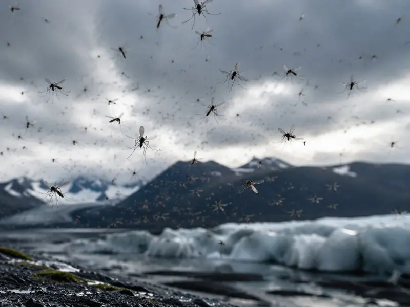 Islandia registra la llegada de mosquitos: un cambio ecológico significativo