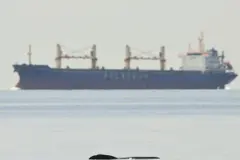 Reducir velocidad y cambiar rutas, claves para proteger cetáceos de colisiones en el mar
