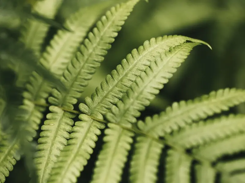 Las licofitas: claves de la supervivencia durante la mayor extinción en la Tierra