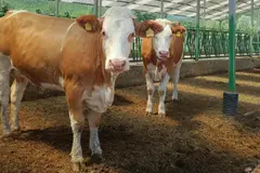 Proyecto Greenlow Pecuaria: Innovaciones para la reducción de emisiones en ganaderías europeas