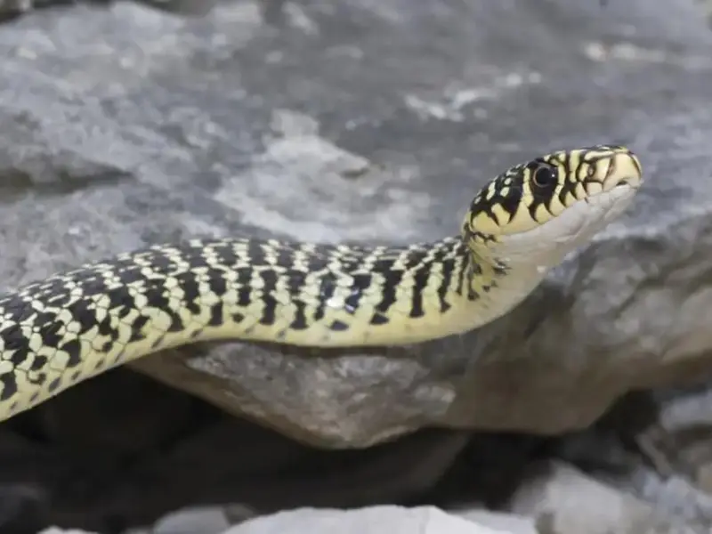 Descubren dos serpientes de montaña en Cataluña, un hallazgo que enriquece la biodiversidad local