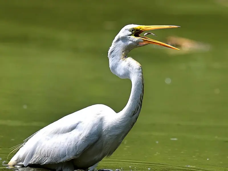 Doñana avanza en la recuperación de cauces y arroyos con fuerte inversión ecológica