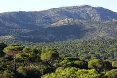 Madrid reforma su ley forestal para enfrentar el aumento de incendios climáticos