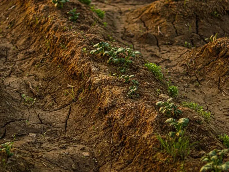 La agricultura como solución frente a la desertificación y la sequía extrema