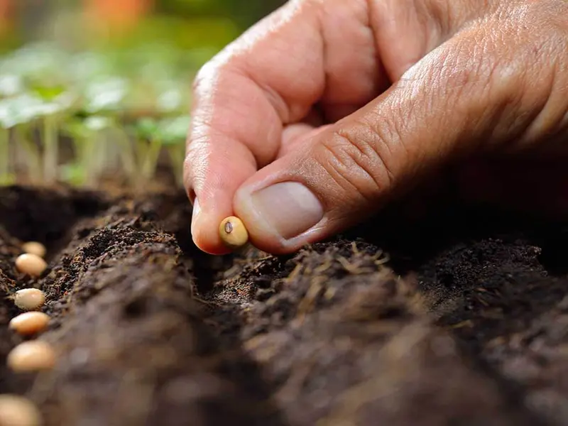 Las semillas ecológicas piden apoyo de la UE para fortalecer la diversidad agrícola