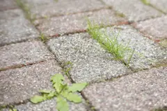 Precauciones al usar vinagre como herbicida en jardines