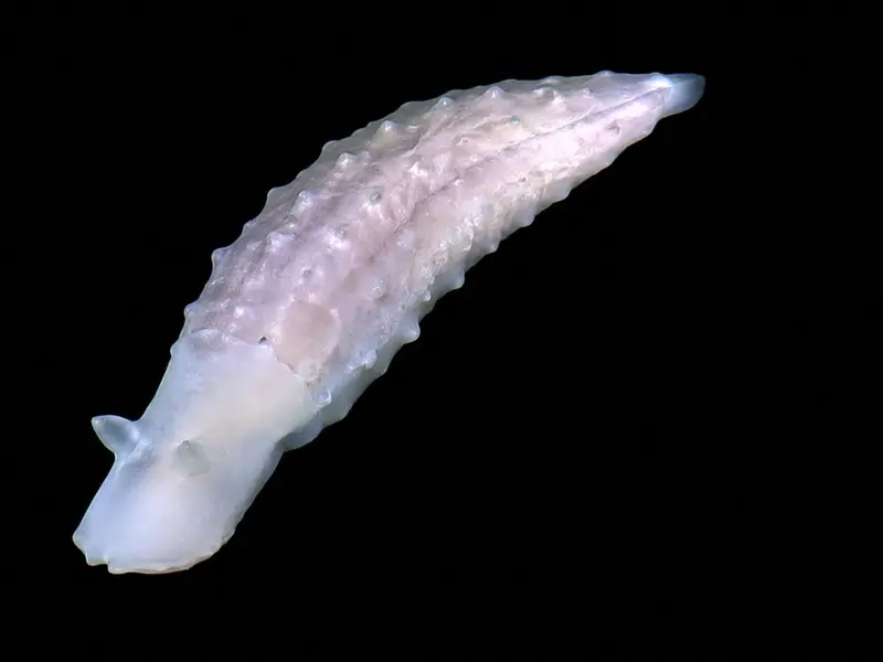 Japón descubre formas de vida inéditas en el océano profundo en una nueva expedición