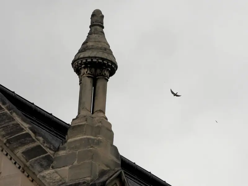 Los cernícalos comunes hallan refugio en iglesias de París por los pesticidas