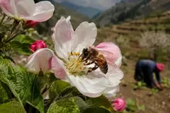 Estudio advierte sobre el peligro de la pérdida de pollinizadores para la alimentación mundial