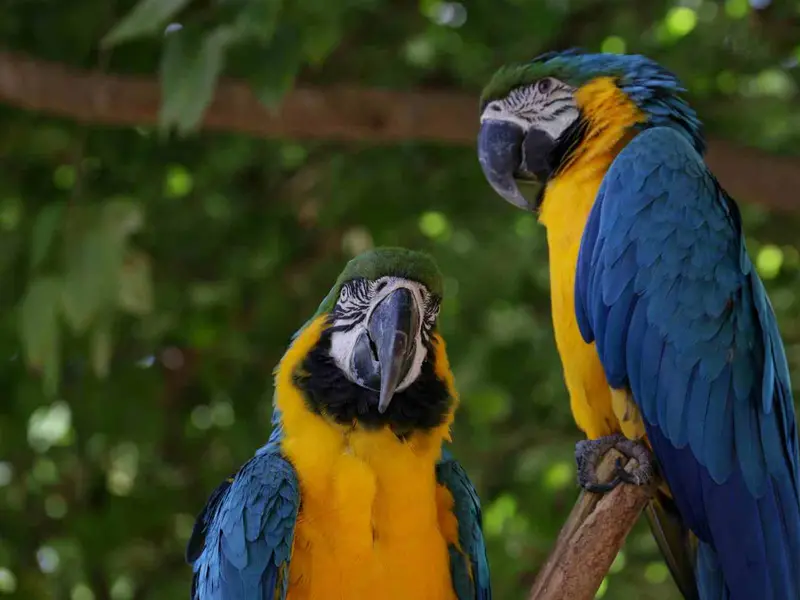 Reintroducción de guacamayos en Río de Janeiro celebra el regreso de un eslabón vital del ecosistema