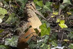 La viralidad de la becada americana transforma el turismo en Manhattan