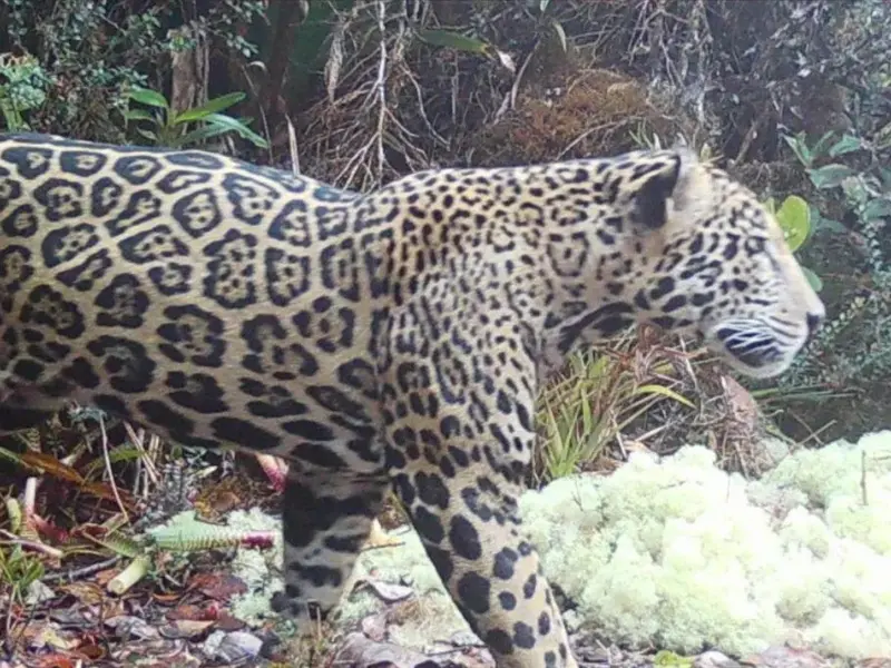 El inesperado avistamiento de un jaguar de las nubes en Honduras después de una década