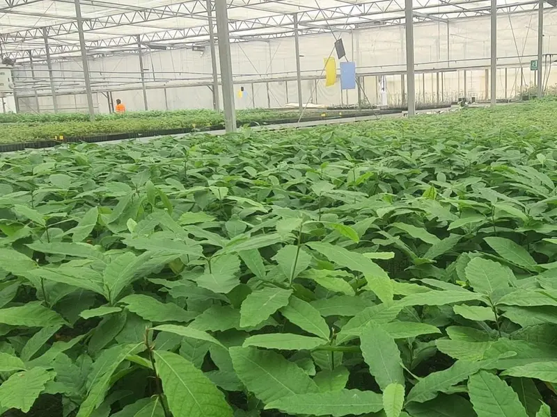 Lugo impulsará la plantación de castaños resistentes a la sequía y el calor