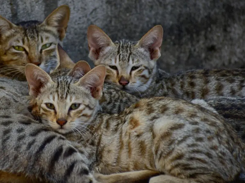 Nueva convocatoria de ayudas para la protección animal en España