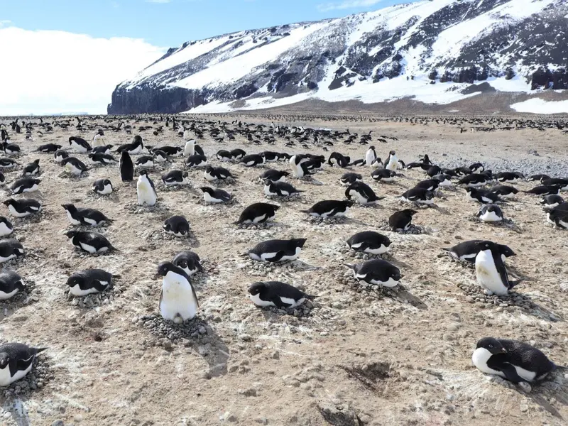 Pingüinos lanzan excrementos y revelan impactos en la atmósfera antártica