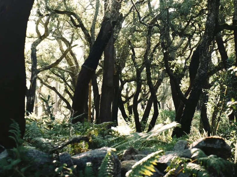 EcoSentinel: Plantas como sensores naturales para proteger bosques y prevenir incendios