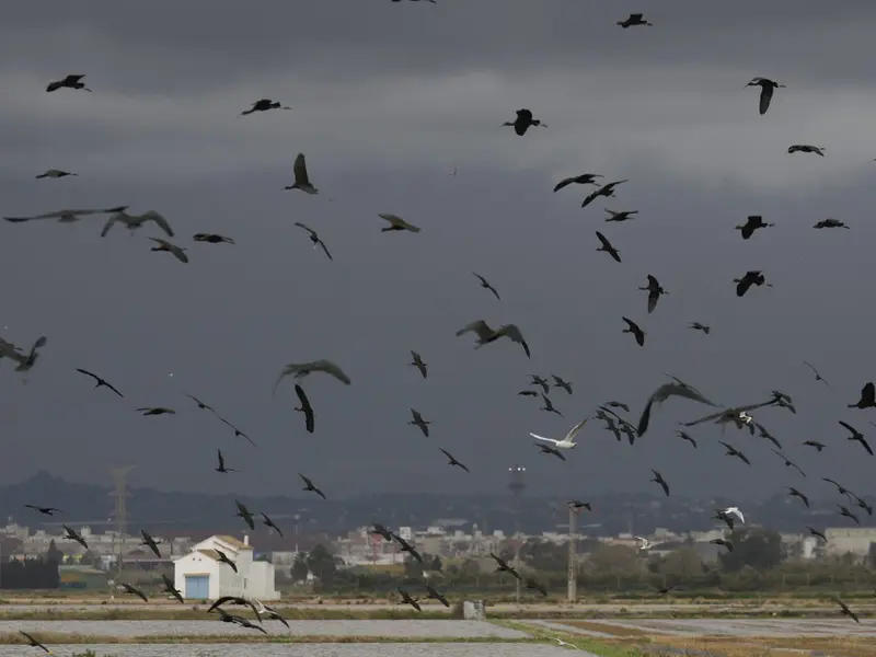 La población de aves acuáticas en La Albufera de Valencia alcanza un récord tras los desastres de 2024