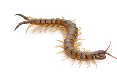 La importancia del ciempiés doméstico en el control de plagas del hogar