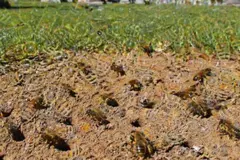 Descubren la mayor colonia subterránea de abejas con 5,5 millones de ejemplares en un cementerio