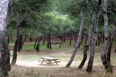 Centenario de Pinares de Venecia: Espacio natural zaragozano amenazado por urbanismo