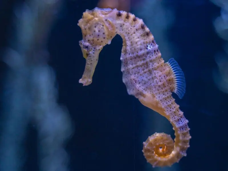 Día Mundial de las Especies en Peligro de Extinción 2026: alarmante pérdida de biodiversidad global