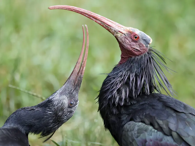Rescatan un ibis eremita herido en Ciudad Real, una especie amenazada