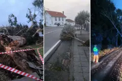 Retirada de árboles en Oleiros tras la borrasca 'Nils' y controversia por la caída de un árbol en Bastiagueiro