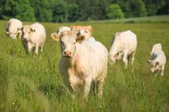 Cantabria destina más de 900.000 euros a la producción ecológica con fondos europeos
