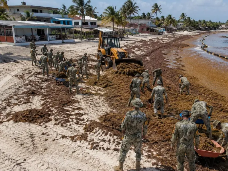 El sargazo afecta gravemente las playas de Costa Maya en México