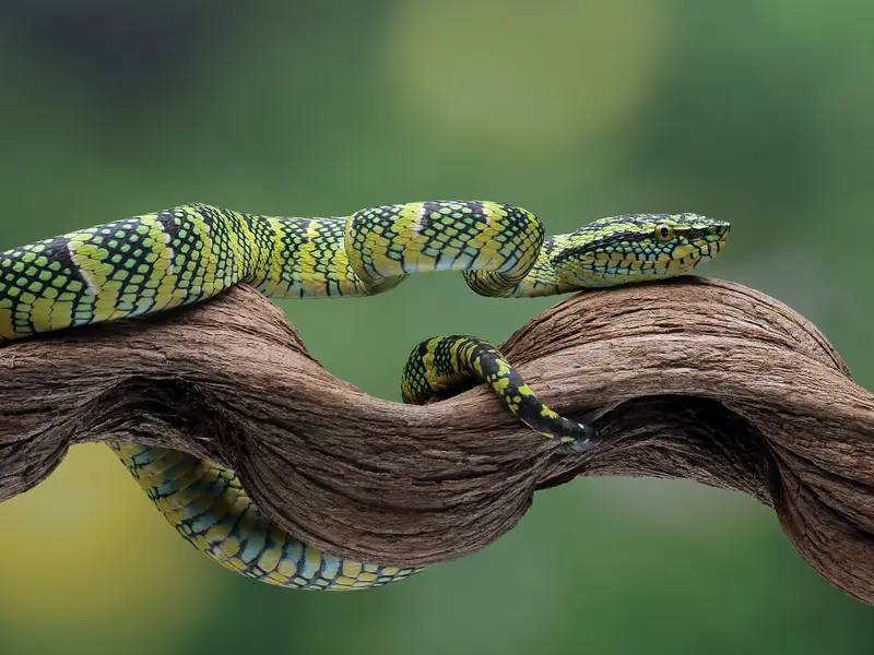 Redescubren especies en Guayaquil tras más de un siglo de ausencia en registros científicos