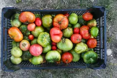 Los alimentos ecológicos en Catalunya: consolidación y desafíos en el consumo