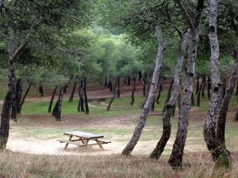 Centenario de Pinares de Venecia: Espacio natural zaragozano amenazado por urbanismo