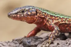 La invasión de la culebra de herradura amenaza a la lagartija pitiusa en las Islas Pitiusas