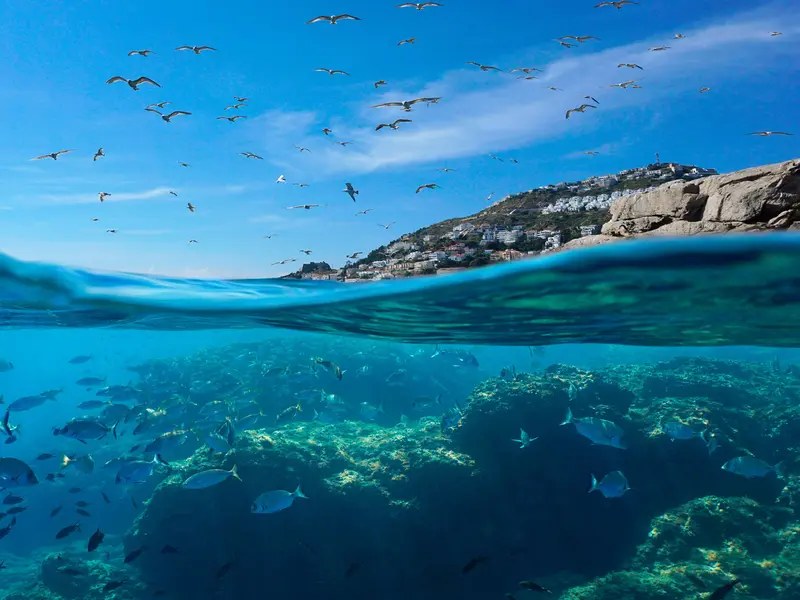 El Tratado de Alta Mar en el Mediterráneo marca un nuevo capítulo en su conservación