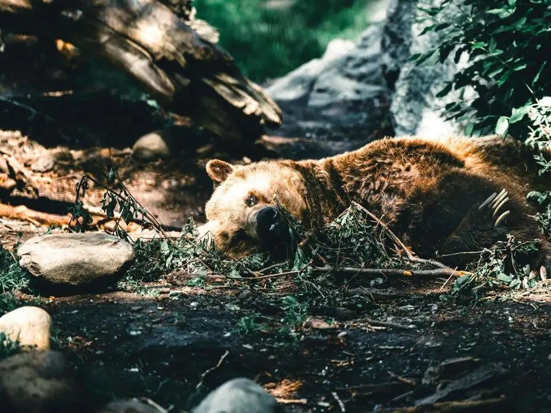 Preocupación por la matanza de osos pardos en Rumanía ante el riesgo ambiental en Europa
