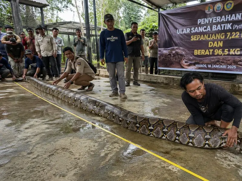 Rescatan en Indonesia a la serpiente más larga del mundo: implicaciones ecológicas