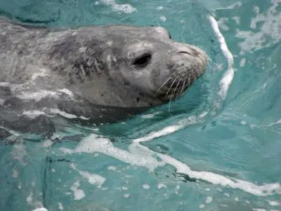Estreno de 'La odisea de la foca monje', un documental sobre su conservación