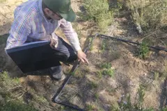 Descubrimiento de Ammochloa palaestina en Murcia realza la biodiversidad del Altiplano