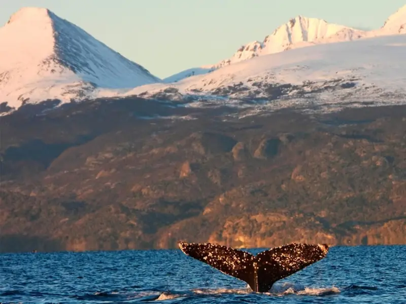 Los volcanes andinos, clave en la evolución de las ballenas gigantes