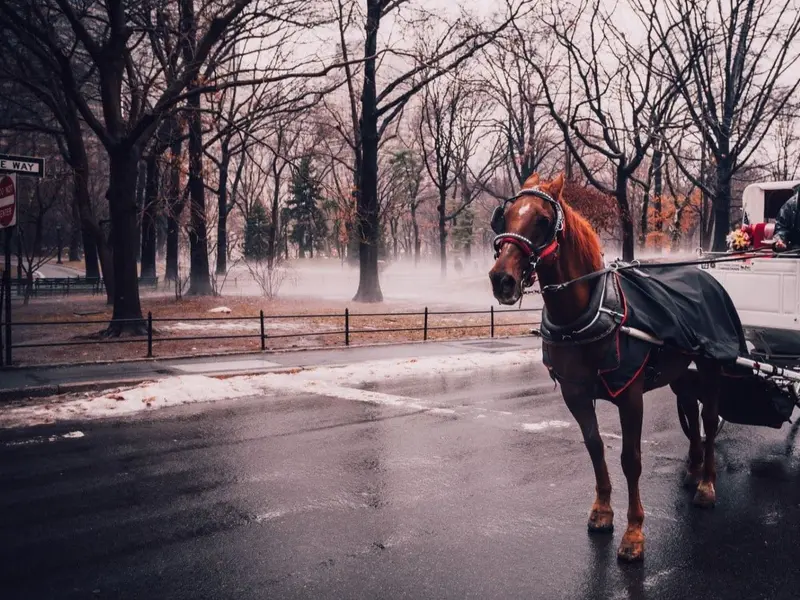 Debate sobre carruajes de caballos en Nueva York tras la muerte de un caballo turístico