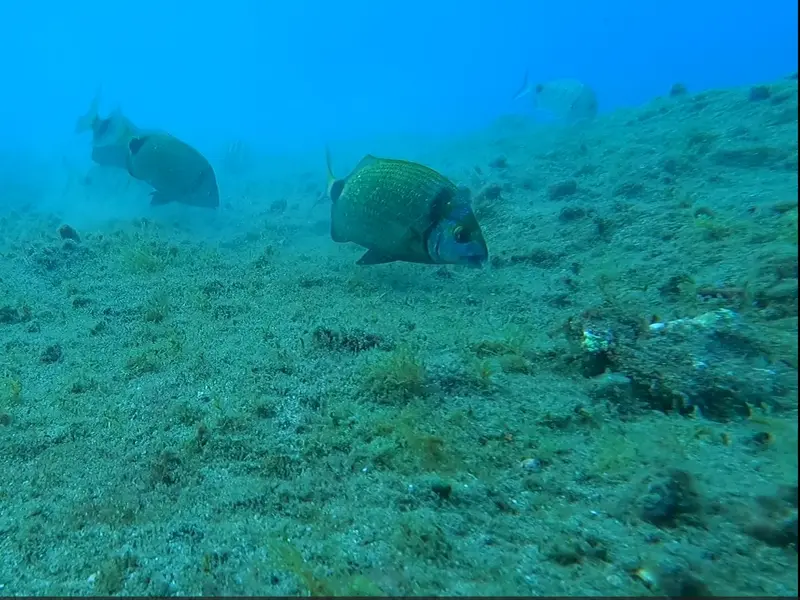 La presión humana afecta gravemente el papel ecológico de los peces de arrecife en Canarias
