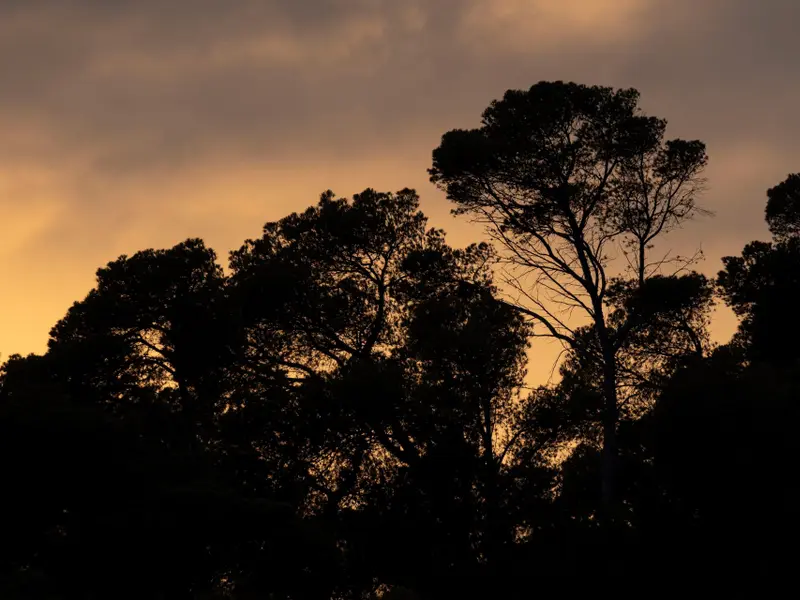 Bosques mediterráneos emiten tolueno durante olas de calor, afectando la calidad del aire